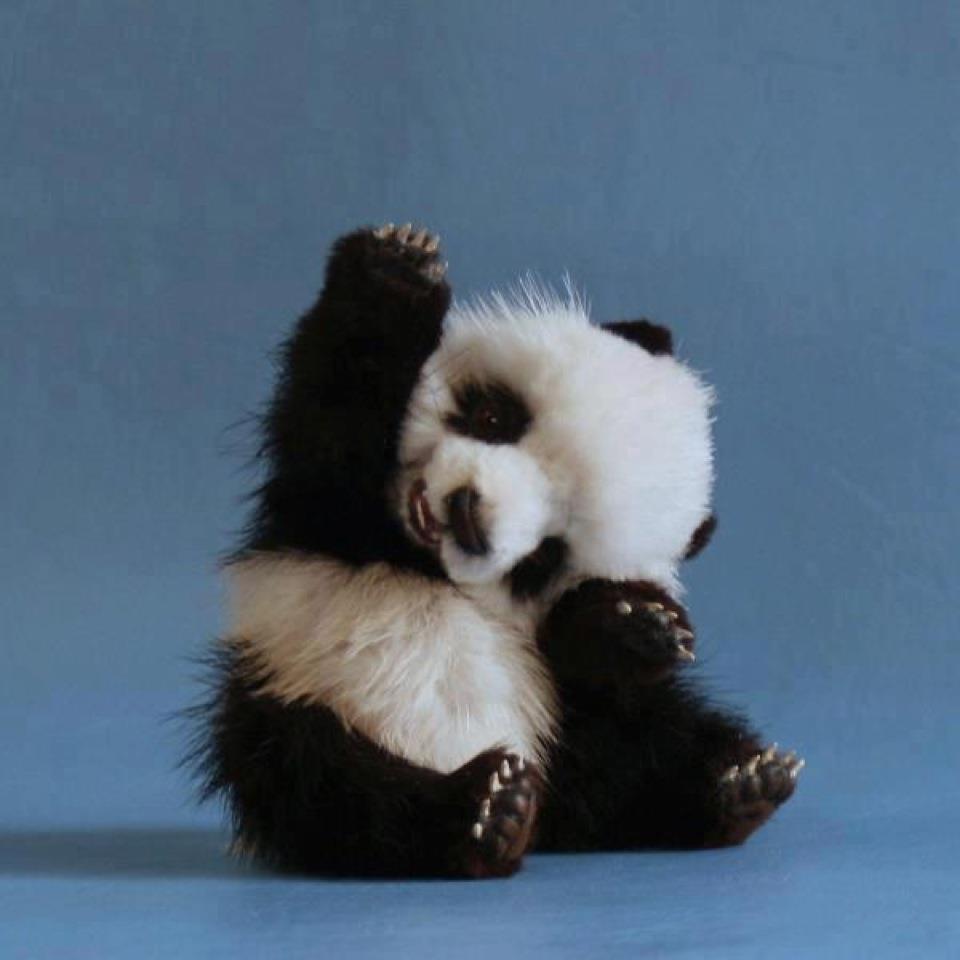 かわいいパンダの赤ちゃんの写真 元気でかっこいいジプシーな人生を送ろう